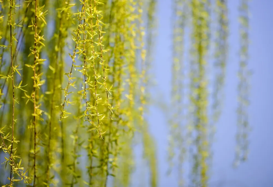 今日驚蟄，未來可期-普樂斯等離子清洗機(jī)