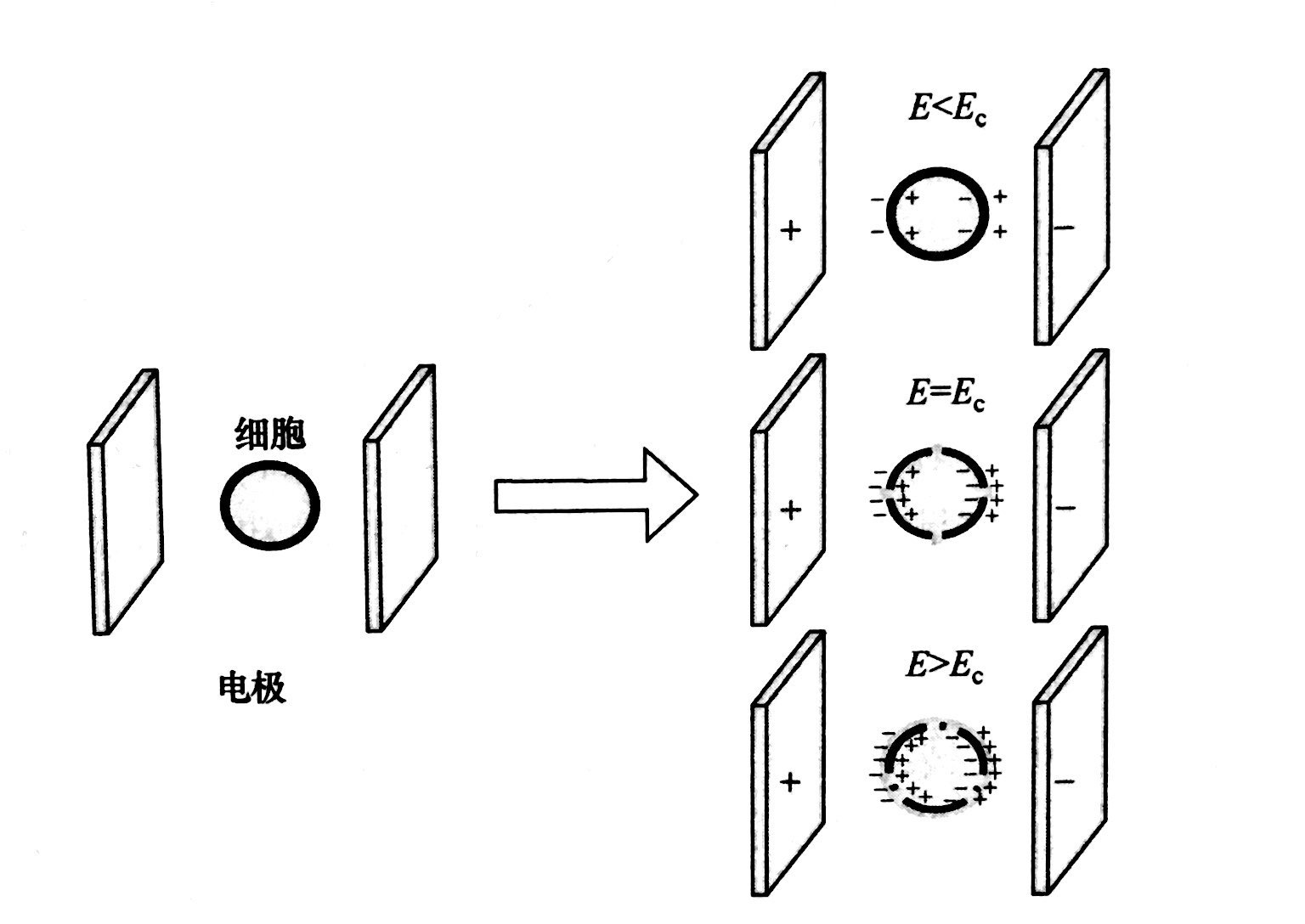 PEF等離子處理的基本原理和典型模型，普樂斯等離子體清洗機介紹