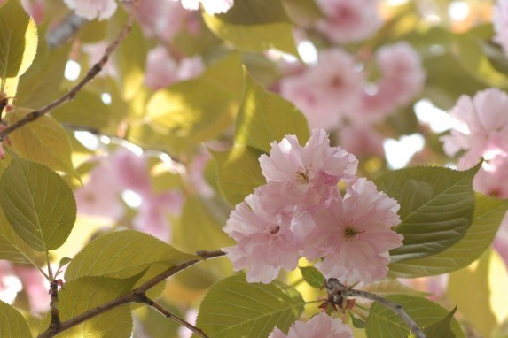 明日清明，全國哀悼_普樂斯等離子清洗機