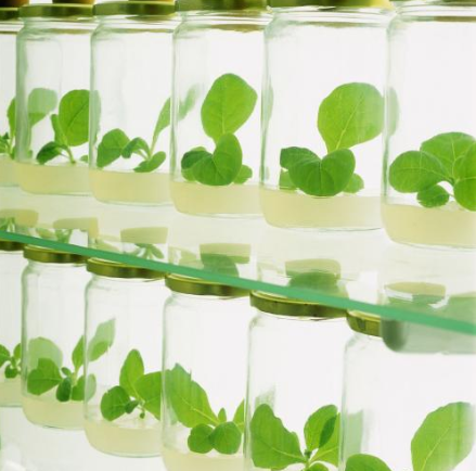 低溫等離子表面處理機(jī)誘變育種技術(shù)-普樂(lè)斯等離子清洗機(jī)