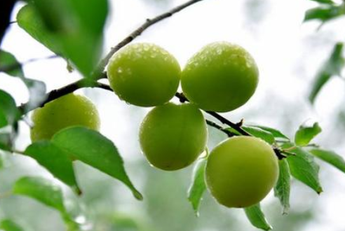 芒種時節(jié)，習(xí)俗不“盲”-普樂斯等離子清洗機